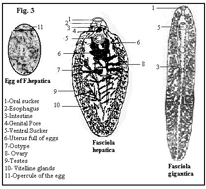 fasciola hepatica - JungleKey.fr Image #200